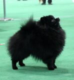 Gemini's So Tuff in Black